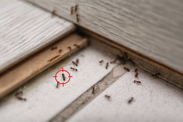 Insect Control in Hohenwald, TN