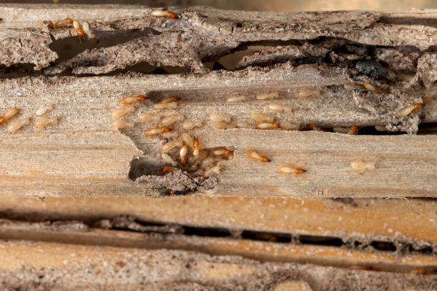 Best Ant Control Services  in Hohenwald, TN
